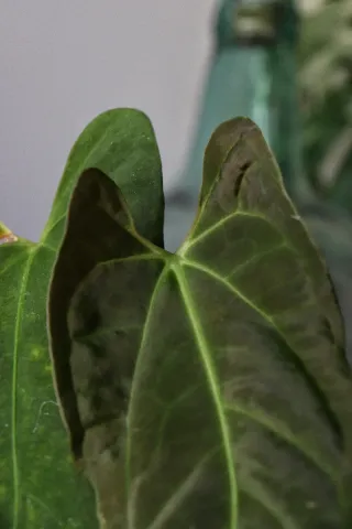 Anthurium Fort Sherman