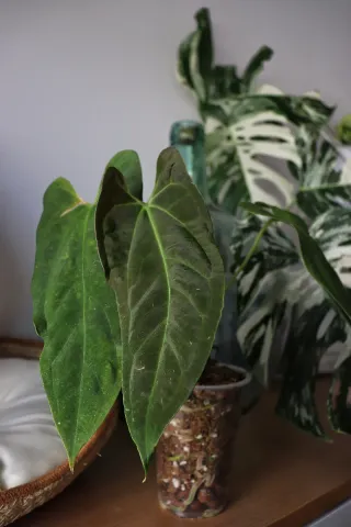 Anthurium Fort Sherman