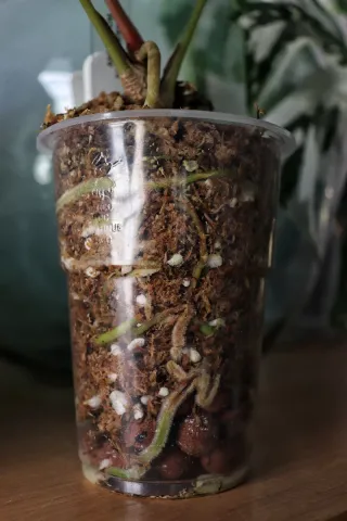 Anthurium Fort Sherman