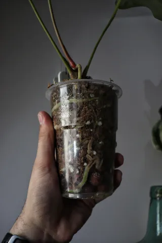 Anthurium Fort Sherman