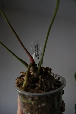 Anthurium Fort Sherman