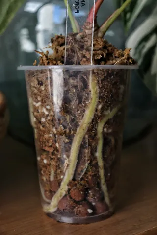 Anthurium Fort Sherman