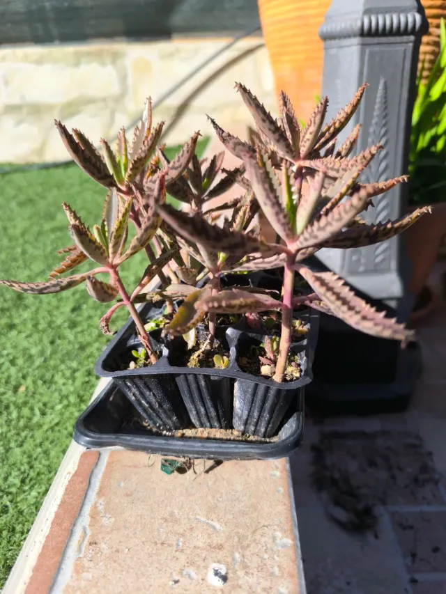 Suculenta Kalanchoe Daigremontiana