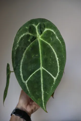 Anthurium Forgetii X Open