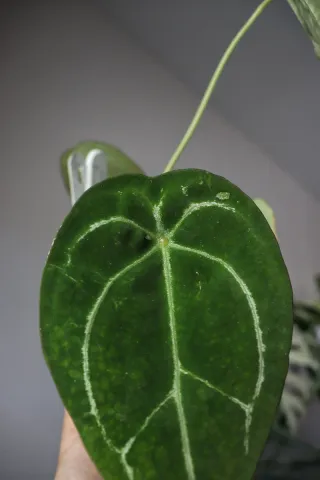 Anthurium Forgetii X Open