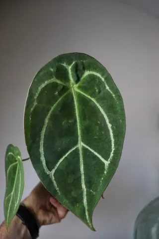 Anthurium Forgetii X Open