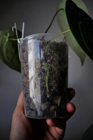 Anthurium Forgetii X Open