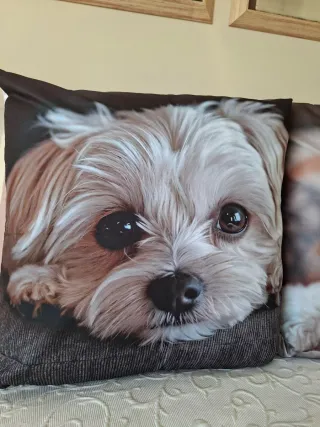 Fodere per cuscini con simpatici cani 45x45