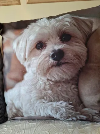 Fodere per cuscini con simpatici cani 45x45