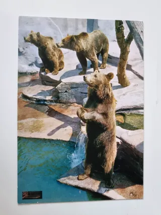 Lote 4 Cartoline Zoo di Barcellona Animali