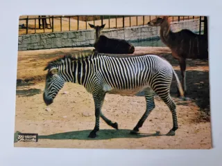 Lote 4 Cartoline Zoo di Barcellona Animali