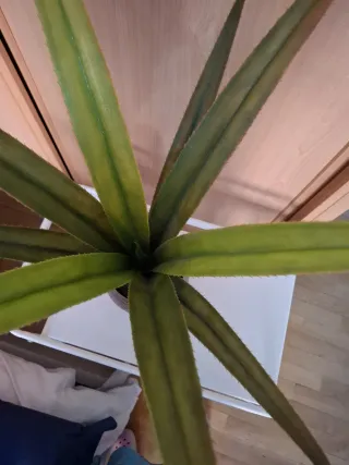 Planta artificial decorativa