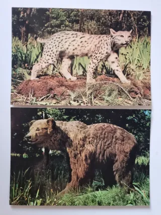 Museo de Ciencias Naturales Madrid. Lotto 8 Cartoline.