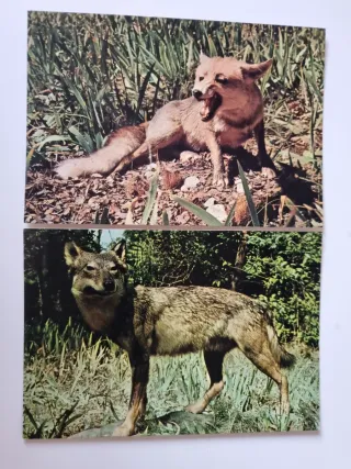 Museo de Ciencias Naturales Madrid. Lotto 8 Cartoline.