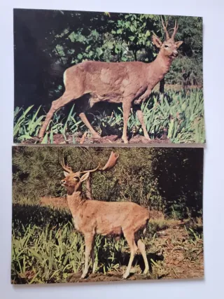 Museo de Ciencias Naturales Madrid. Lotto 8 Cartoline.