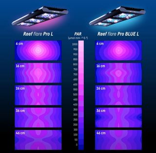 Reef Flare Pro Azul L - 2 unidades