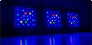 Reef Flare Pro Azul L - 2 unidades