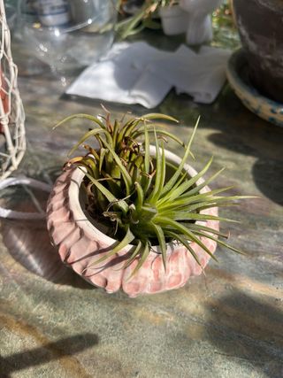 Macetero colgante cerámica forma erizo mar