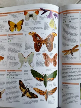 Libro animali / insetti