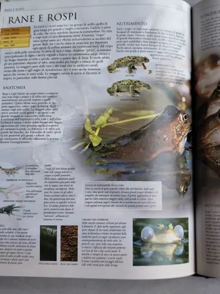 Libro animali / insetti