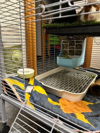 2 Jaulas para Hámster/Cobaya