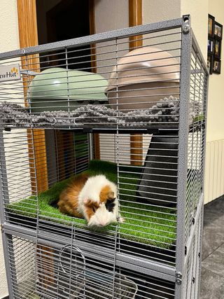 2 Jaulas para Hámster/Cobaya