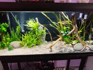 Acuario 240l completo