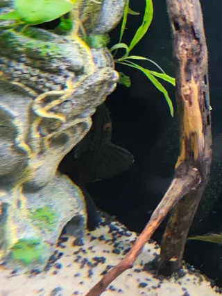 Acuario 240l completo