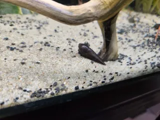 Acuario 240l completo