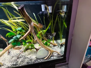 Acuario 240l completo