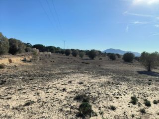 FINCA RUSTICA EN SAX (ALICANTE)