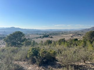 FINCA RUSTICA EN SAX (ALICANTE)