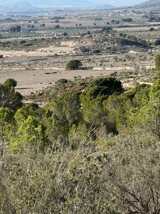 FINCA RUSTICA EN SAX (ALICANTE)