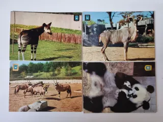 Set di 12 cartoline degli animali dello Zoo di Madrid