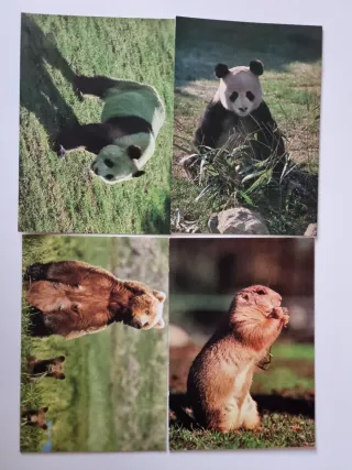 Set di 12 cartoline degli animali dello Zoo di Madrid