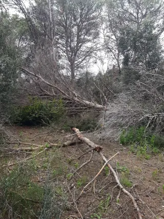 Regalo Llenya/Leña Gratis