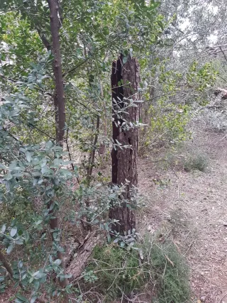 Regalo Llenya/Leña Gratis