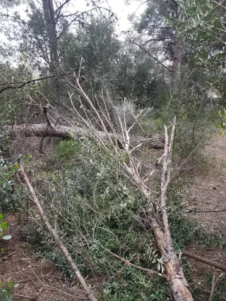 Regalo Llenya/Leña Gratis