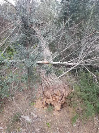 Regalo Llenya/Leña Gratis