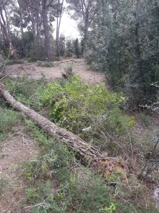 Regalo Llenya/Leña Gratis