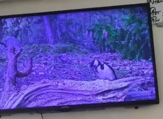 Televisión Edenwood Negra
