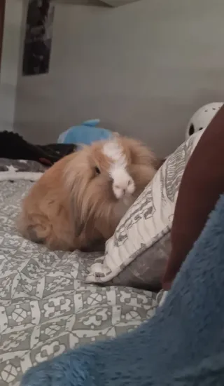 Servicio de cuidados de animales.