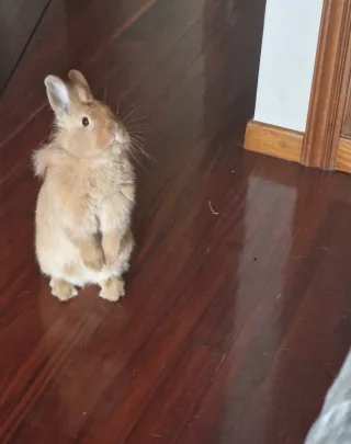 Servicio de cuidados de animales.