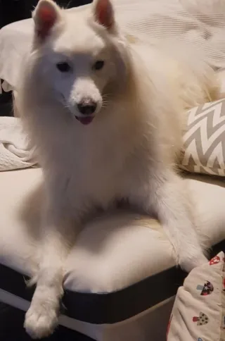 Servicio de cuidados de animales.