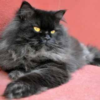 Servicio de cuidados de animales.