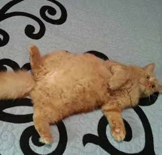 Servicio de cuidados de animales.