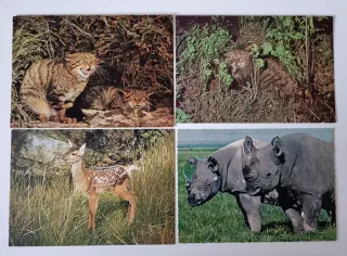 Set di 13 Cartoline di Animali