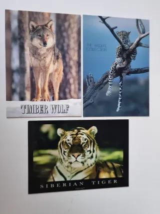 Set di 13 Cartoline di Animali