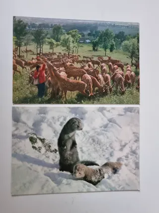 Set di 13 Cartoline di Animali