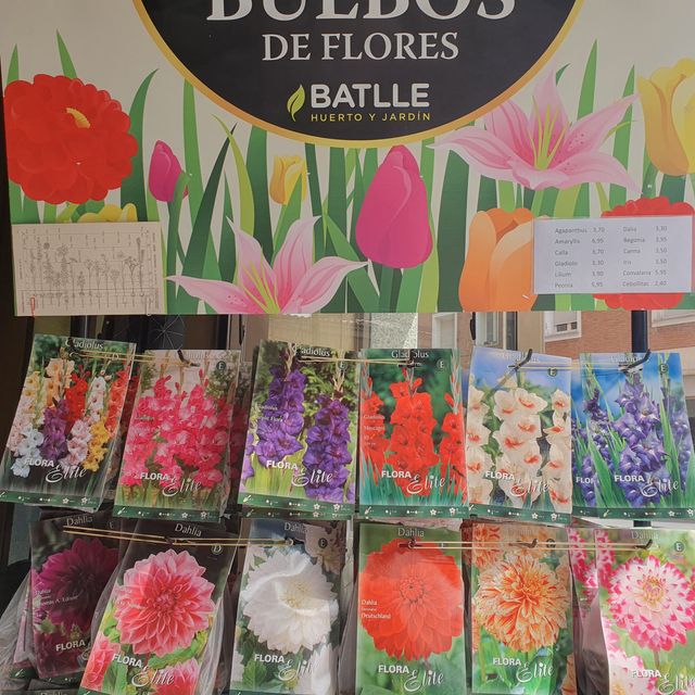 Bulbos de Primavera Batlle Gladiolos